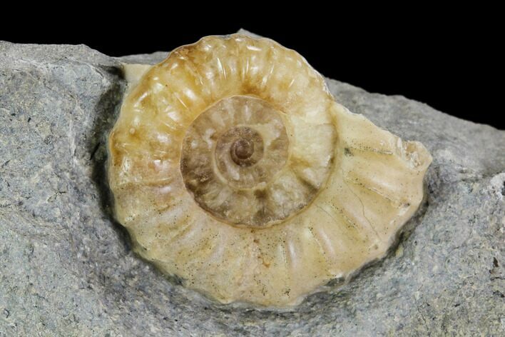 Fossil Ammonite (Promicroceras) - Lyme Regis #110712